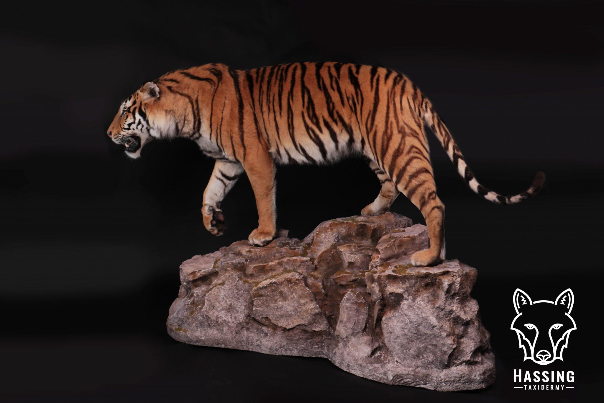 white tiger taxidermy