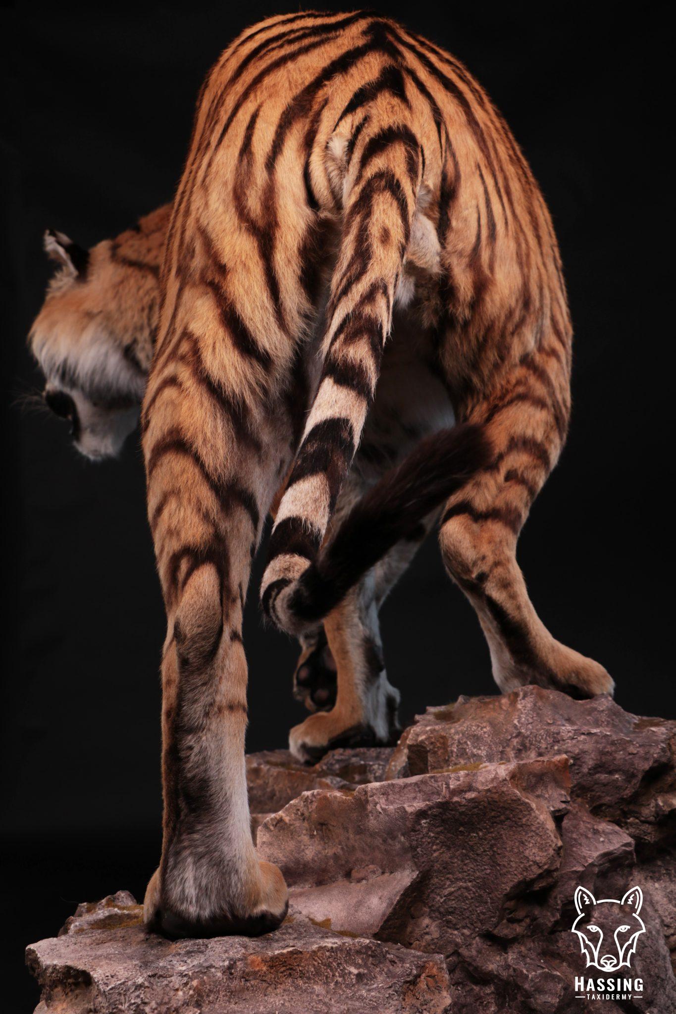 stuffed tiger taxidermy